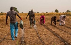 Nigeria : Abuja lance un fonds de 500 millions de dollars pour faire de l’agriculture un nouveau moteur de croissance