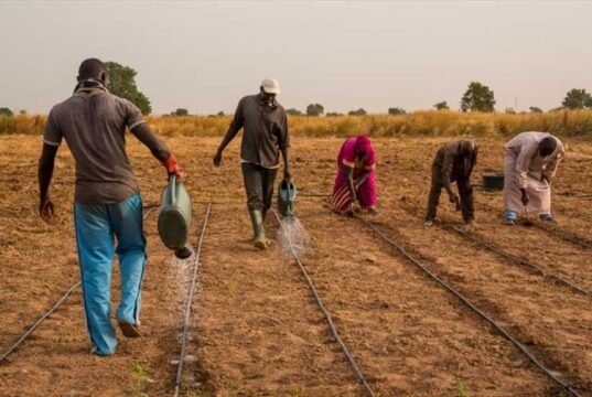 Nigeria : Abuja lance un fonds de 500 millions de dollars pour faire de l’agriculture un nouveau moteur de croissance
