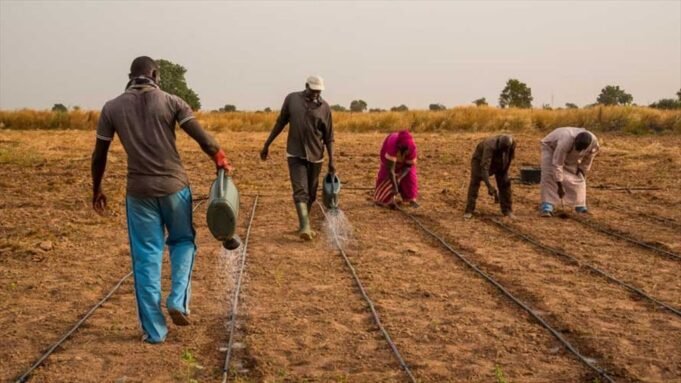 Nigeria : Abuja lance un fonds de 500 millions de dollars pour faire de l’agriculture un nouveau moteur de croissance