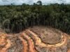 Gabon : près de 800 hectares de forêt détruits par les activités minières au premier semestre 2026