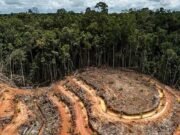 Gabon : près de 800 hectares de forêt détruits par les activités minières au premier semestre 2026