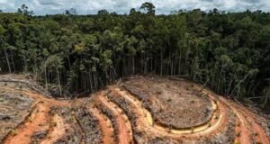 Gabon : près de 800 hectares de forêt détruits par les activités minières au premier semestre 2026
