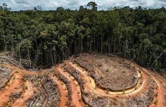 Gabon : près de 800 hectares de forêt détruits par les activités minières au premier semestre 2026