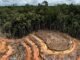 Gabon : près de 800 hectares de forêt détruits par les activités minières au premier semestre 2026