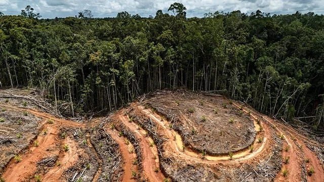 Gabon : près de 800 hectares de forêt détruits par les activités minières au premier semestre 2026