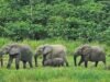 Biodiversité : « Gabon Infini », Jeff Bezos et plusieurs partenaires injectent près de 200 millions de dollars pour protéger le patrimoine naturel du Gabon