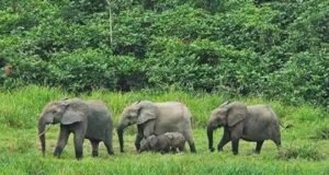 Biodiversité : « Gabon Infini », Jeff Bezos et plusieurs partenaires injectent près de 200 millions de dollars pour protéger le patrimoine naturel du Gabon