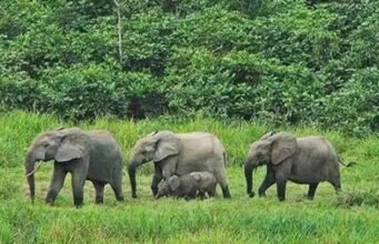 Biodiversité : « Gabon Infini », Jeff Bezos et plusieurs partenaires injectent près de 200 millions de dollars pour protéger le patrimoine naturel du Gabon