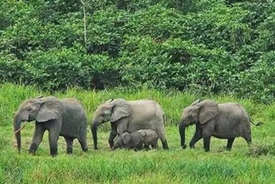 Biodiversité : « Gabon Infini », Jeff Bezos et plusieurs partenaires injectent près de 200 millions de dollars pour protéger le patrimoine naturel du Gabon