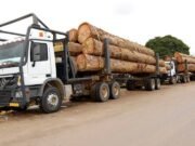 Bois gabonais : face aux contraintes européennes, les atouts de l’Asie qui pourraient faire basculer le marché
