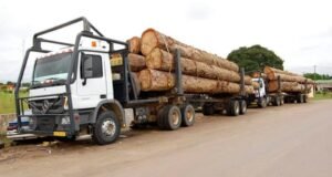 Bois gabonais : face aux contraintes européennes, les atouts de l’Asie qui pourraient faire basculer le marché