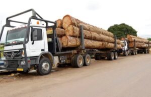 Bois gabonais : face aux contraintes européennes, les atouts de l’Asie qui pourraient faire basculer le marché