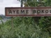 Gabon : une plantation clandestine de cannabis découverte à quelques kilomètres de Kango, un homme de 51 ans interpellé