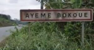 Gabon : une plantation clandestine de cannabis découverte à quelques kilomètres de Kango, un homme de 51 ans interpellé