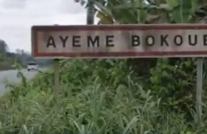 Gabon : une plantation clandestine de cannabis découverte à quelques kilomètres de Kango, un homme de 51 ans interpellé