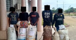 Mabanda : une cargaison de 66 kg de cannabis et 1 373 comprimés de Tramadol estimée à 10 052 500 FCFA saisie, cinq orpailleurs interpellés