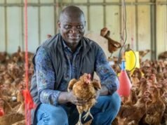 Poulet de chair : le Gabon maintient l’interdiction des importations malgré la pression américaine à l’OMC