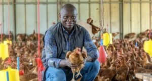 Poulet de chair : le Gabon maintient l’interdiction des importations malgré la pression américaine à l’OMC