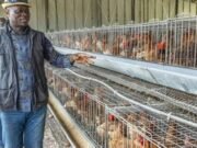 Poulet de chair : le Gabon veut réduire les importations et créer 100 000 emplois grâce à la production locale