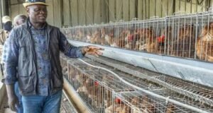 Poulet de chair : le Gabon veut réduire les importations et créer 100 000 emplois grâce à la production locale