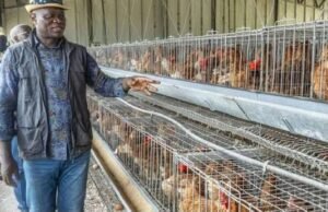 Poulet de chair : le Gabon veut réduire les importations et créer 100 000 emplois grâce à la production locale