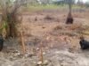 Nyanga : à Tchibanga, l’absence de pluie menace les récoltes et inquiète les agriculteurs