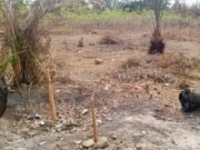 Nyanga : à Tchibanga, l’absence de pluie menace les récoltes et inquiète les agriculteurs