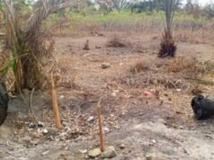 Nyanga : à Tchibanga, l’absence de pluie menace les récoltes et inquiète les agriculteurs