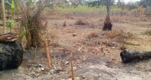 Nyanga : à Tchibanga, l’absence de pluie menace les récoltes et inquiète les agriculteurs