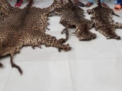 Gabon : quatre personnes condamnées après la saisie de trois peaux de panthère et d’une arme dans le Woleu Ntem