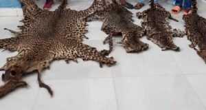 Gabon : quatre personnes condamnées après la saisie de trois peaux de panthère et d’une arme dans le Woleu Ntem