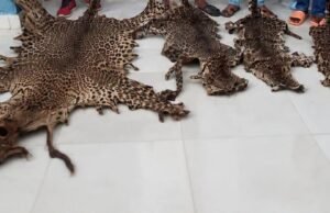 Gabon : quatre personnes condamnées après la saisie de trois peaux de panthère et d’une arme dans le Woleu Ntem