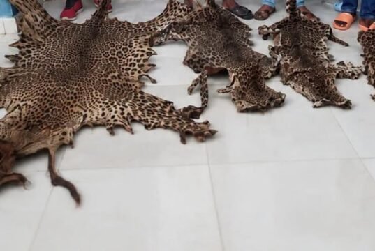 Gabon : quatre personnes condamnées après la saisie de trois peaux de panthère et d’une arme dans le Woleu Ntem