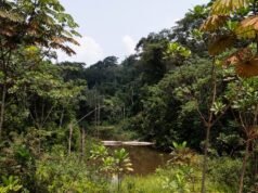 Gabon : avec plus de 88 % de couverture forestière, le pays cherche de nouveaux financements pour protéger durablement sa biodiversité