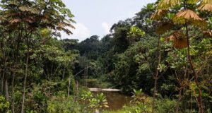 Gabon : avec plus de 88 % de couverture forestière, le pays cherche de nouveaux financements pour protéger durablement sa biodiversité