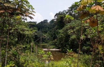 Gabon : avec plus de 88 % de couverture forestière, le pays cherche de nouveaux financements pour protéger durablement sa biodiversité