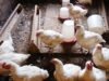 Cameroun : des poulets et des œufs contaminés par du plomb, du mercure et des substances cancérigènes, le Gabon parmi les pays approvisionnés