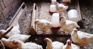 Cameroun : des poulets et des œufs contaminés par du plomb, du mercure et des substances cancérigènes, le Gabon parmi les pays approvisionnés