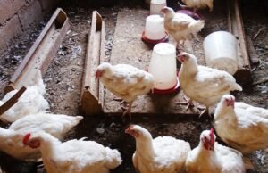 Cameroun : des poulets et des œufs contaminés par du plomb, du mercure et des substances cancérigènes, le Gabon parmi les pays approvisionnés