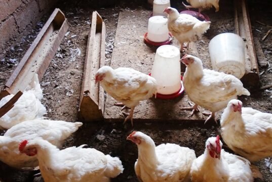 Cameroun : des poulets et des œufs contaminés par du plomb, du mercure et des substances cancérigènes, le Gabon parmi les pays approvisionnés