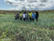 Gabon : 10 milliards de FCFA dépensés chaque année pour importer des oignons, l’oignon violet d’Iloungou dans la Nyanga peut il changer la donne ?