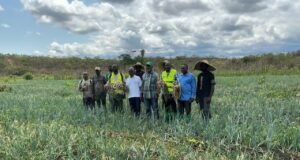 Gabon : 10 milliards de FCFA dépensés chaque année pour importer des oignons, l’oignon violet d’Iloungou dans la Nyanga peut il changer la donne ?