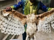 Gabon : elle sauve un enfant de 2 ans face à un aigle, une adolescente grièvement blessée près de Kango