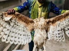 Gabon : elle sauve un enfant de 2 ans face à un aigle, une adolescente grièvement blessée près de Kango
