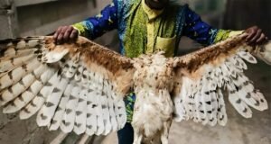 Gabon : elle sauve un enfant de 2 ans face à un aigle, une adolescente grièvement blessée près de Kango