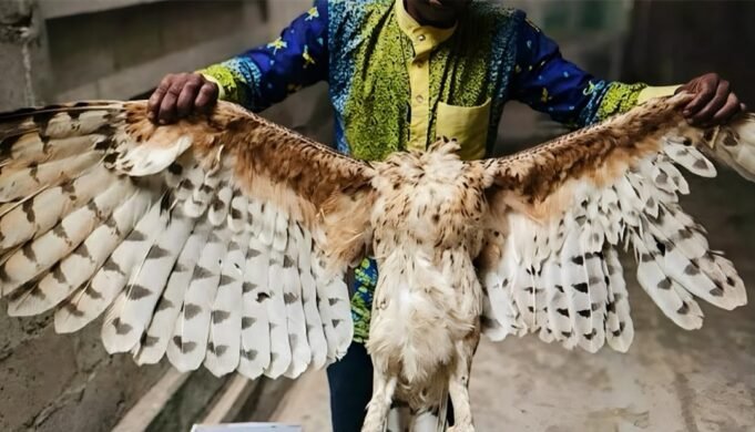 Gabon : elle sauve un enfant de 2 ans face à un aigle, une adolescente grièvement blessée près de Kango
