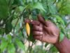 Gabon : vendu à 1,3 million FCFA le kilo, l’iboga pourrait atteindre près de 4 millions, tandis que les planteurs gabonais le cèdent à bas prix
