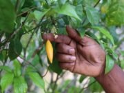 Gabon : vendu à 1,3 million FCFA le kilo, l’iboga pourrait atteindre près de 4 millions, tandis que les planteurs gabonais le cèdent à bas prix