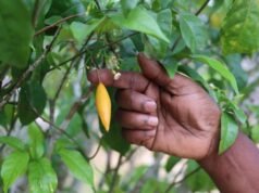 Gabon : vendu à 1,3 million FCFA le kilo, l’iboga pourrait atteindre près de 4 millions, tandis que les planteurs gabonais le cèdent à bas prix