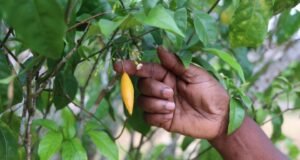 Gabon : vendu à 1,3 million FCFA le kilo, l’iboga pourrait atteindre près de 4 millions, tandis que les planteurs gabonais le cèdent à bas prix